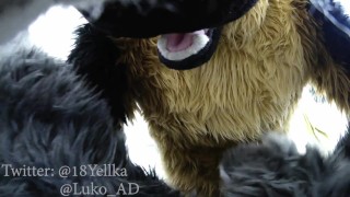 German Shepherd Murrsuit Roughly Pounds Submissive Bunny